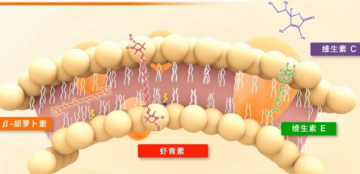 艾诗特3499拉斯维加斯 艾诗特3499拉斯维加斯