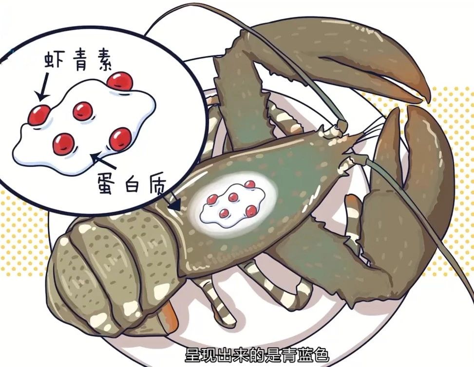 艾诗特3499拉斯维加斯