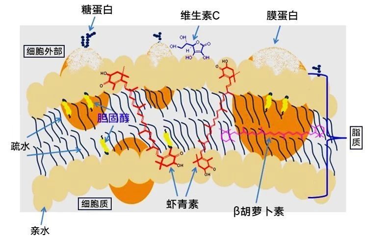 艾诗特3499拉斯维加斯