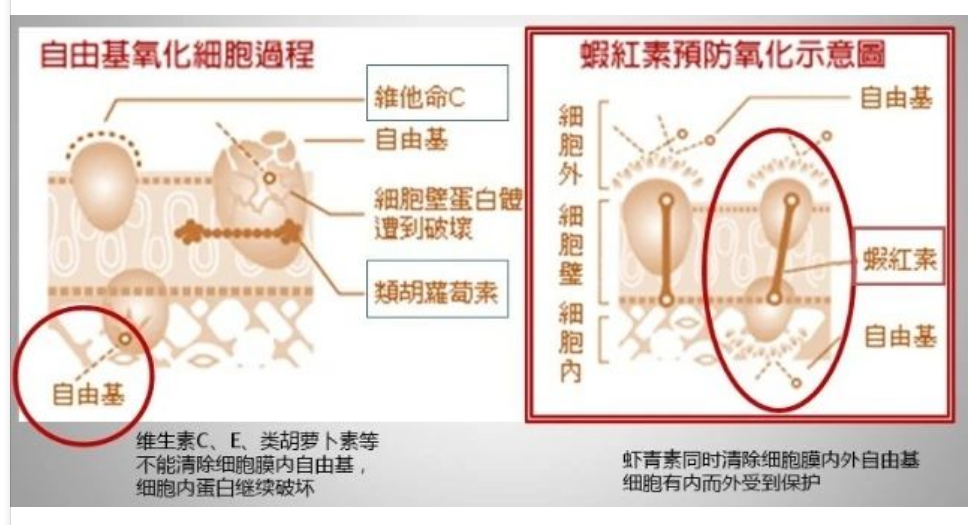 艾诗特3499拉斯维加斯 艾诗特3499拉斯维加斯