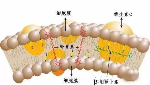 艾诗特3499拉斯维加斯