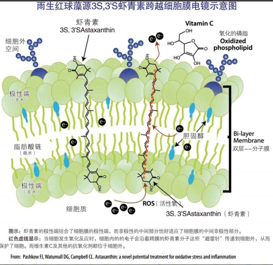 艾诗特3499拉斯维加斯