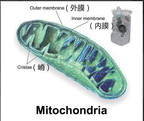 艾诗特3499拉斯维加斯