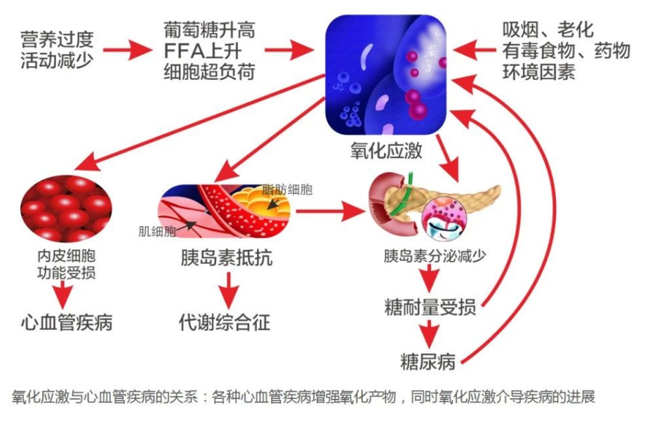 艾诗特3499拉斯维加斯