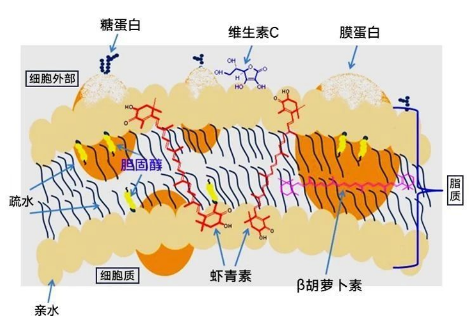 艾诗特3499拉斯维加斯