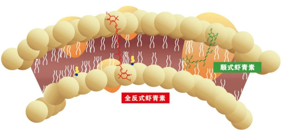 艾诗特3499拉斯维加斯